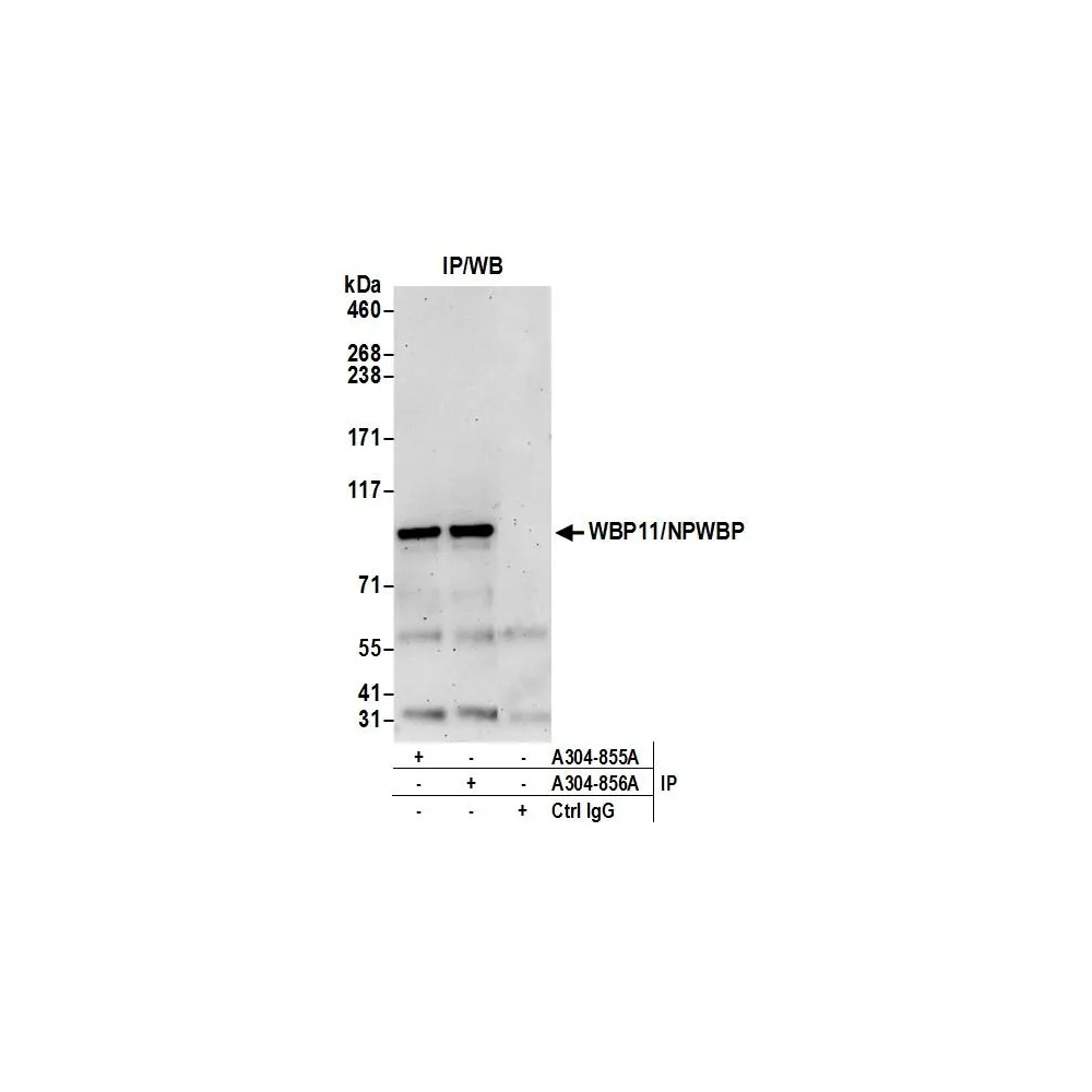 Rabbit anti-WBP11/NPWBP Antibody, Affinity Purified