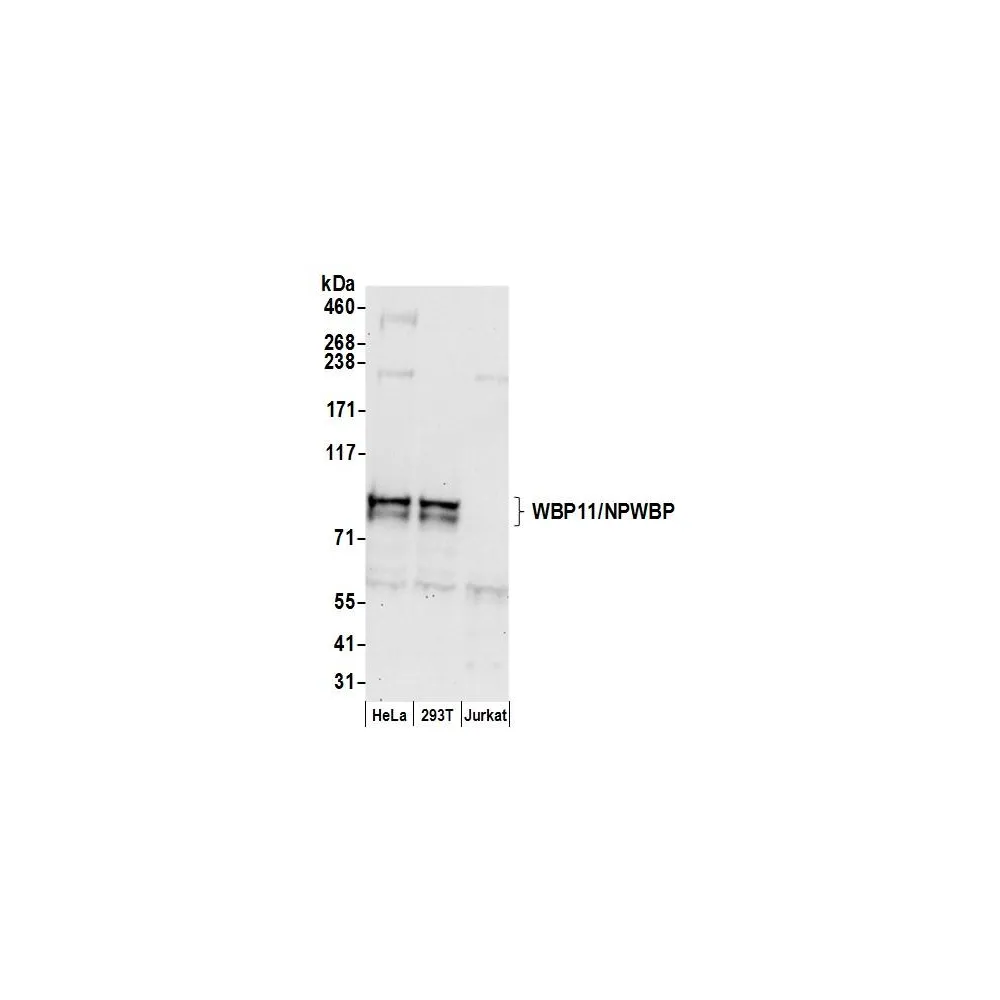 Rabbit anti-WBP11/NPWBP Antibody, Affinity Purified