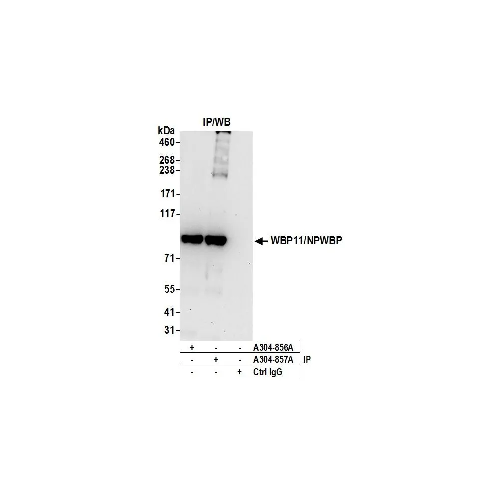 Rabbit anti-WBP11/NPWBP Antibody, Affinity Purified