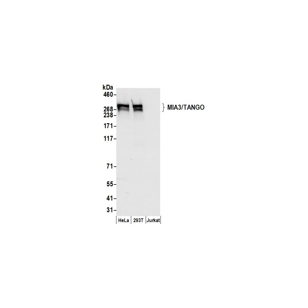 Rabbit anti-MIA3/TANGO Antibody, Affinity Purified