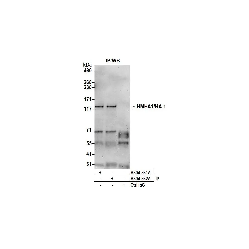 Rabbit anti-HMHA1/HA-1 Antibody, Affinity Purified