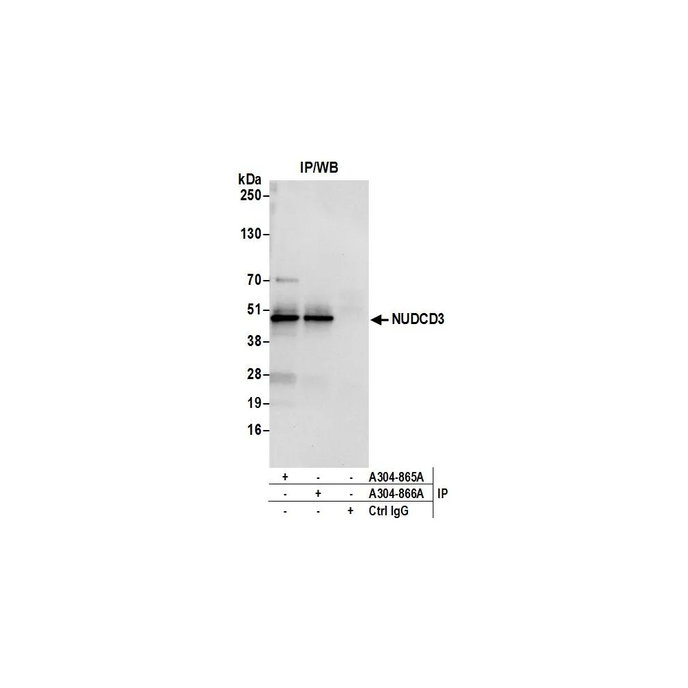 Rabbit anti-NUDCD3 Antibody, Affinity Purified