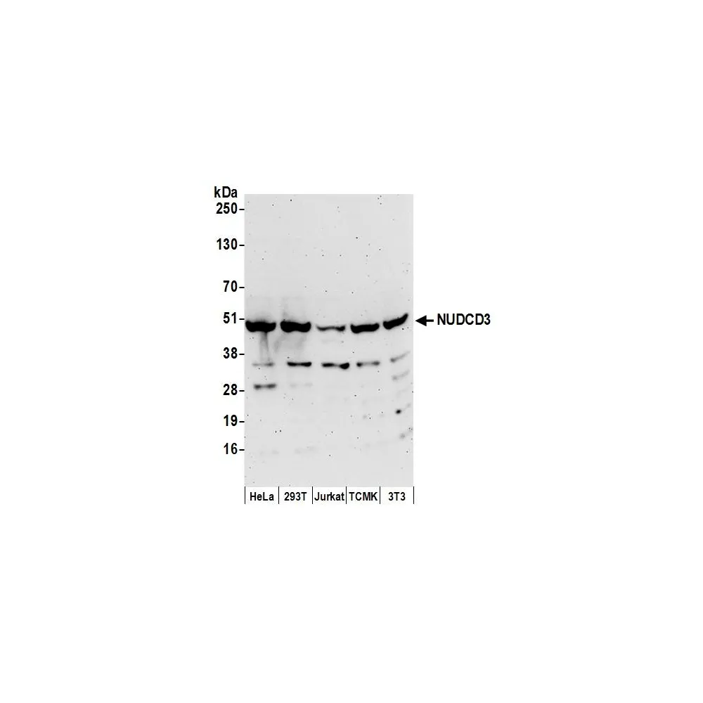 Rabbit anti-NUDCD3 Antibody, Affinity Purified