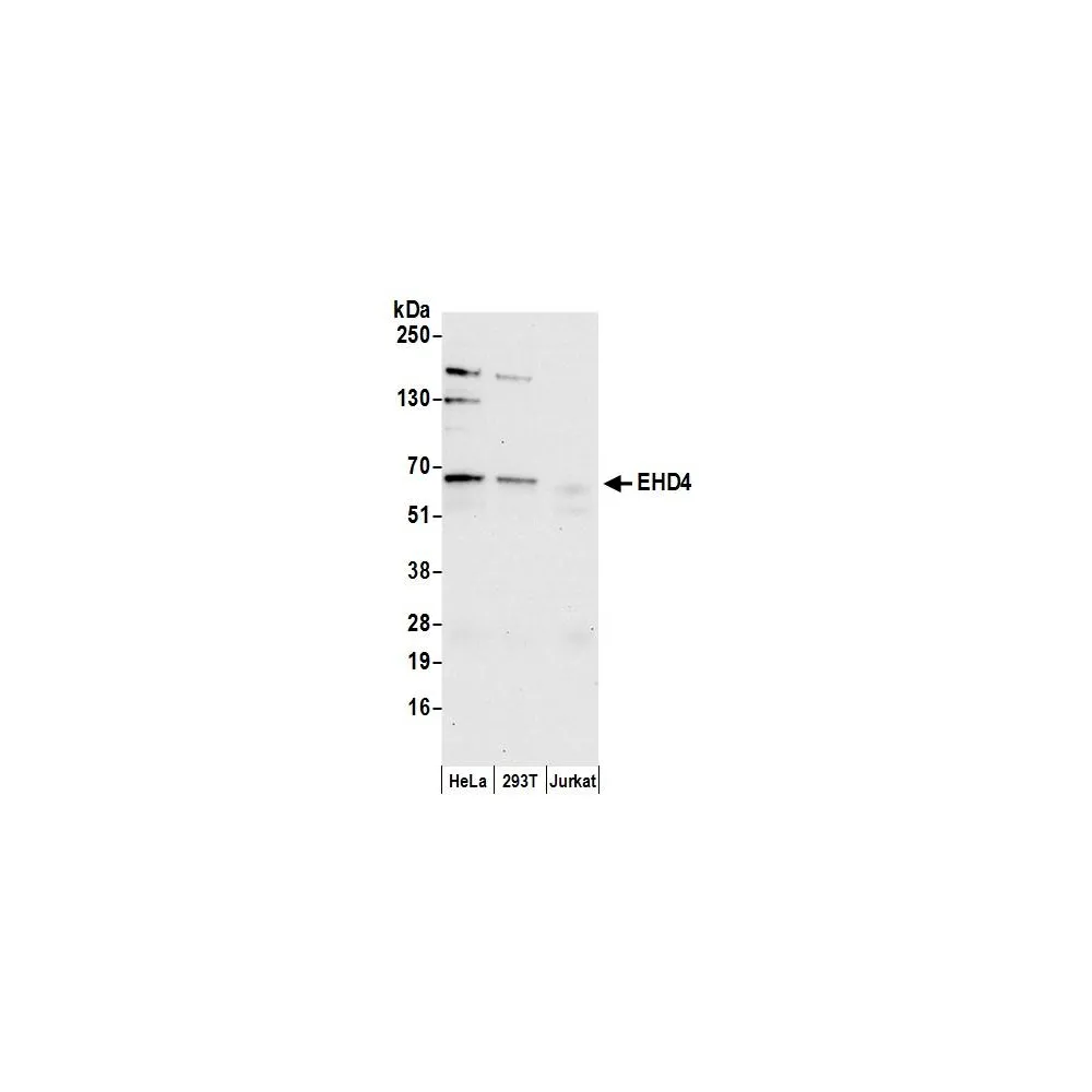 Rabbit anti-EHD4 Antibody, Affinity Purified