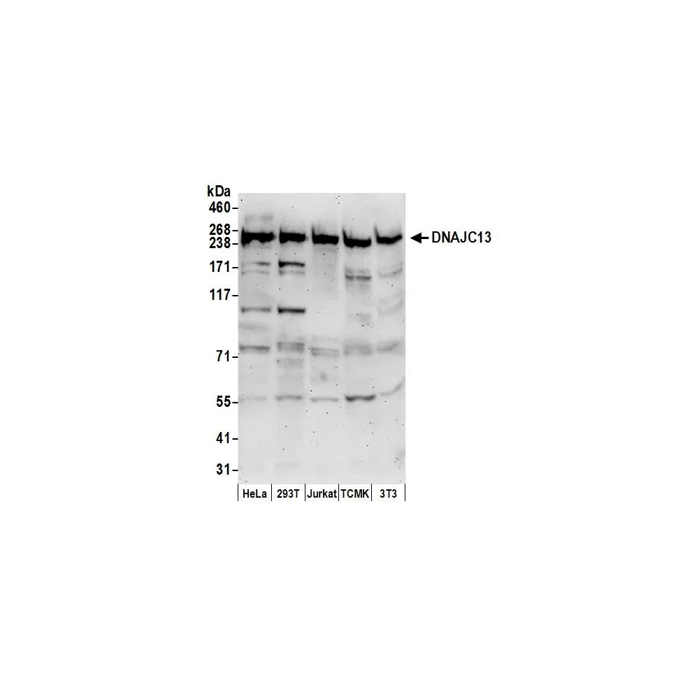 Rabbit anti-DNAJC13 Antibody, Affinity Purified