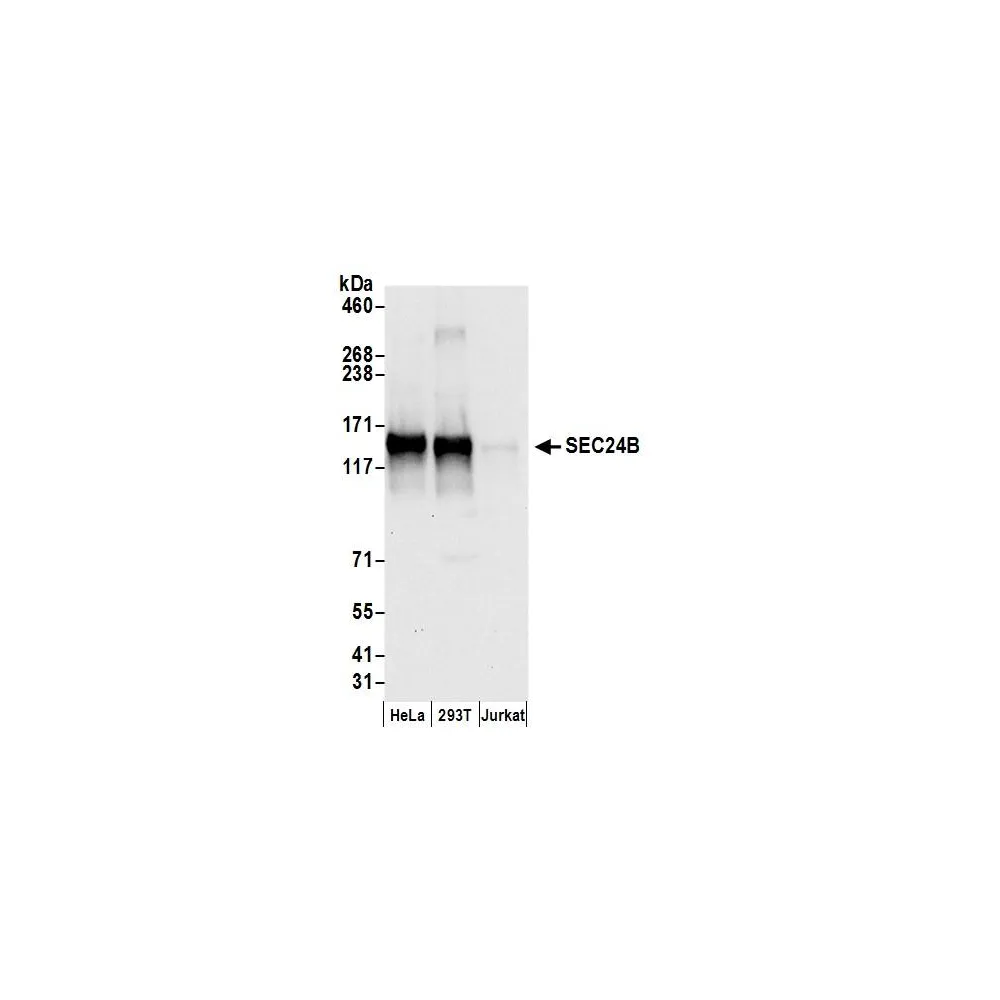 Rabbit anti-SEC24B Antibody, Affinity Purified