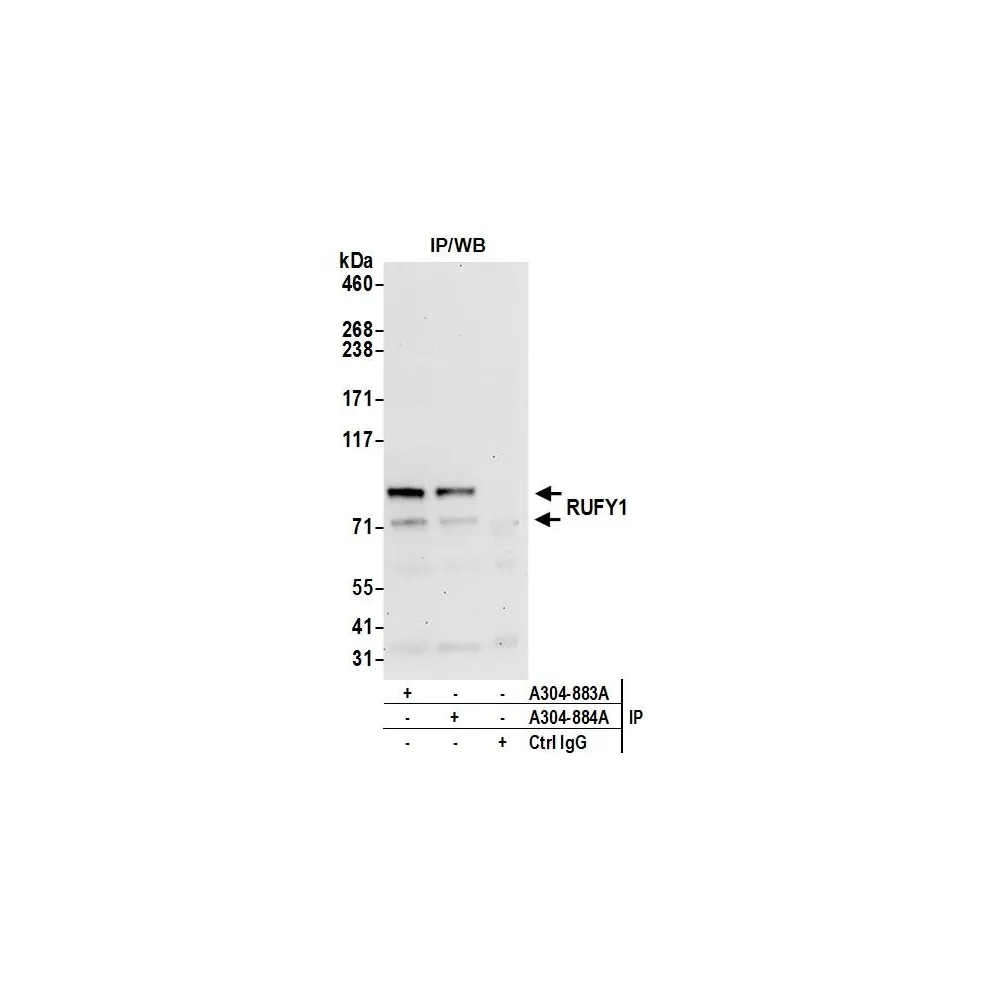 Rabbit anti-RUFY1 Antibody, Affinity Purified