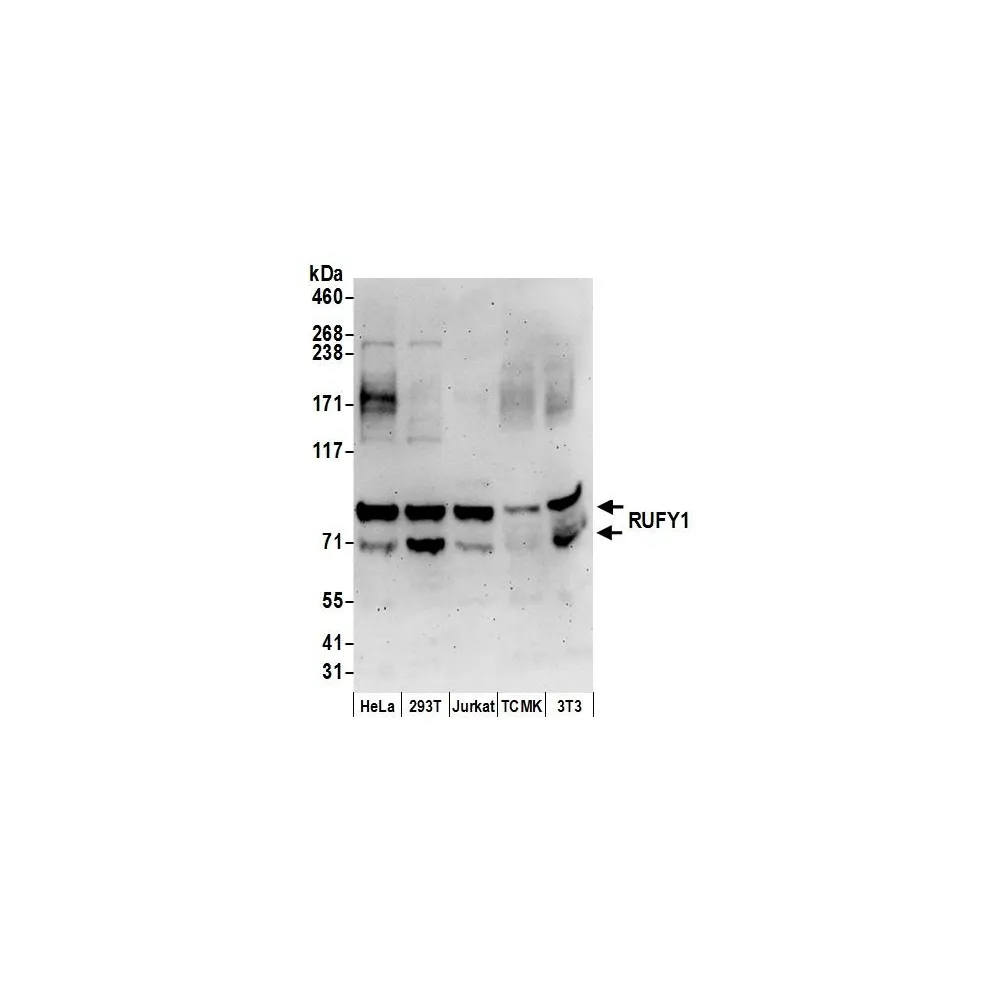 Rabbit anti-RUFY1 Antibody, Affinity Purified