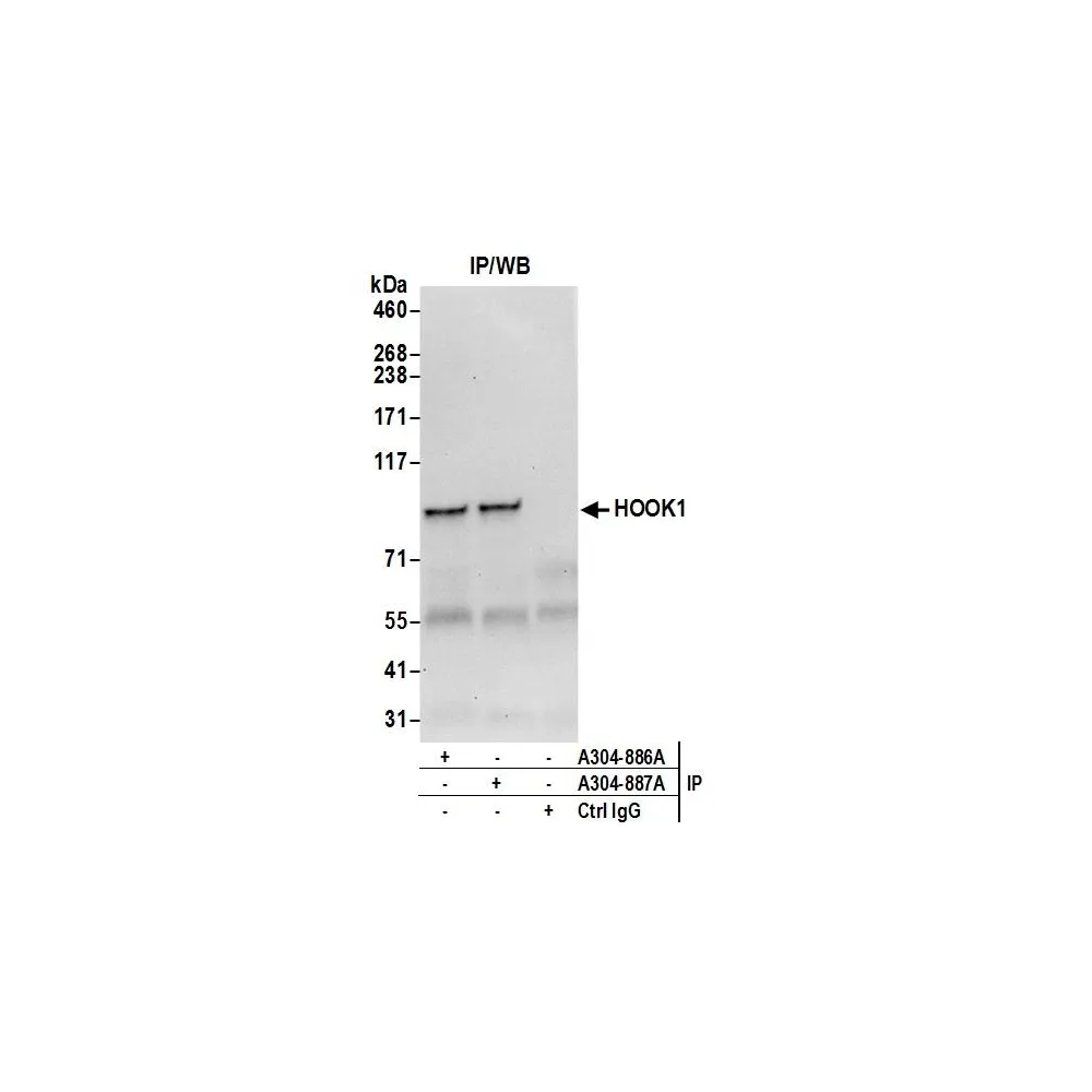 Rabbit anti-HOOK1 Antibody, Affinity Purified