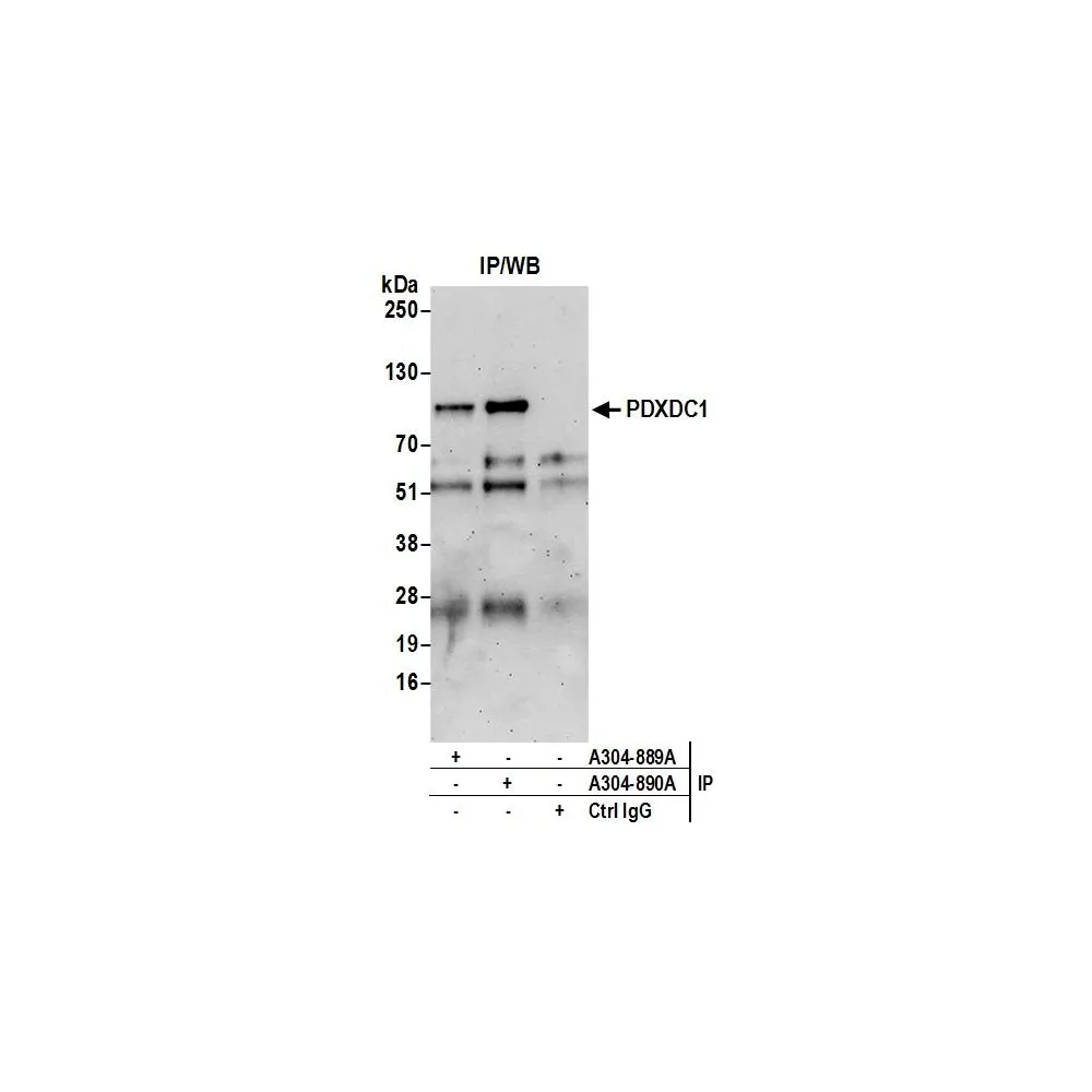 Rabbit anti-PDXDC1 Antibody, Affinity Purified