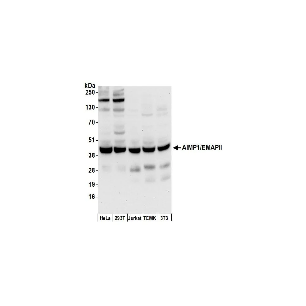 Rabbit anti-AIMP1/EMAPII/SCYE1 Antibody, Affinity Purified