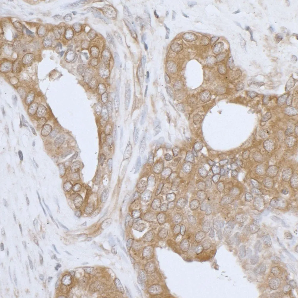 Rabbit anti-AIMP1/EMAPII/SCYE1 Antibody, Affinity Purified