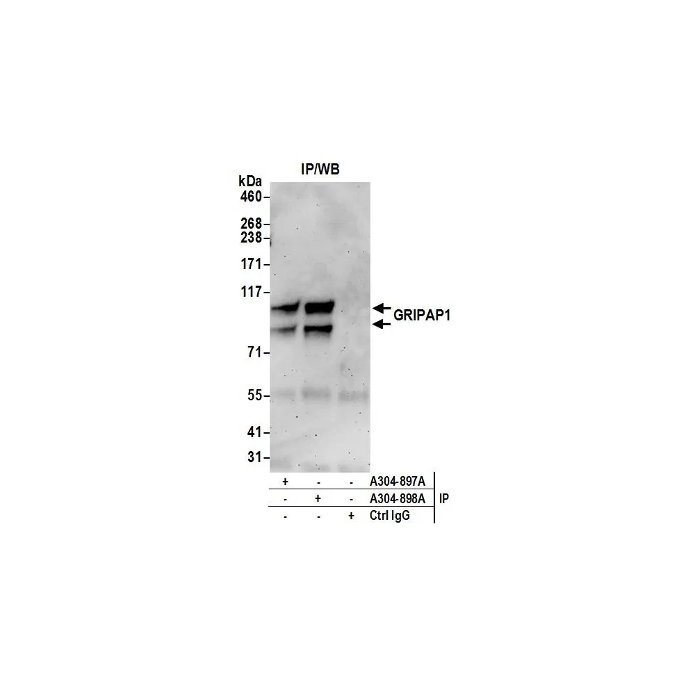 Rabbit anti-GRIPAP1/GRASP-1 Antibody, Affinity Purified