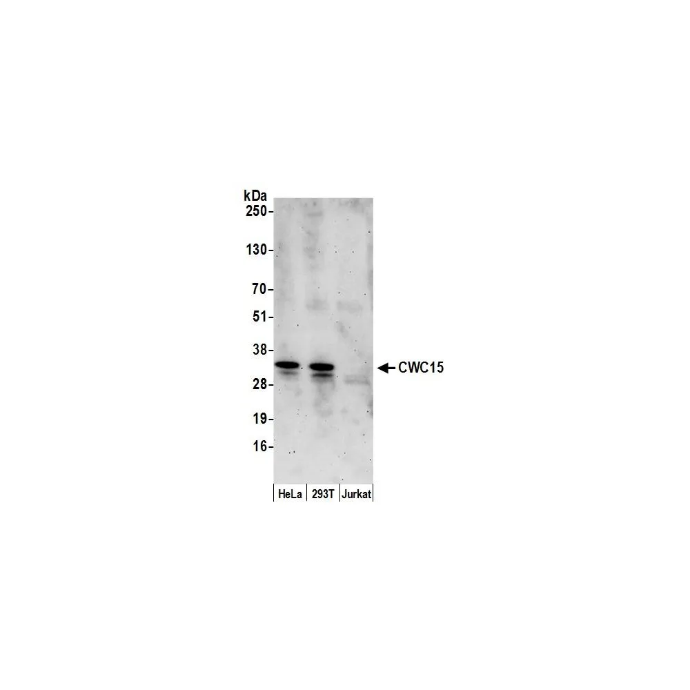 Rabbit anti-CWC15 Antibody, Affinity Purified