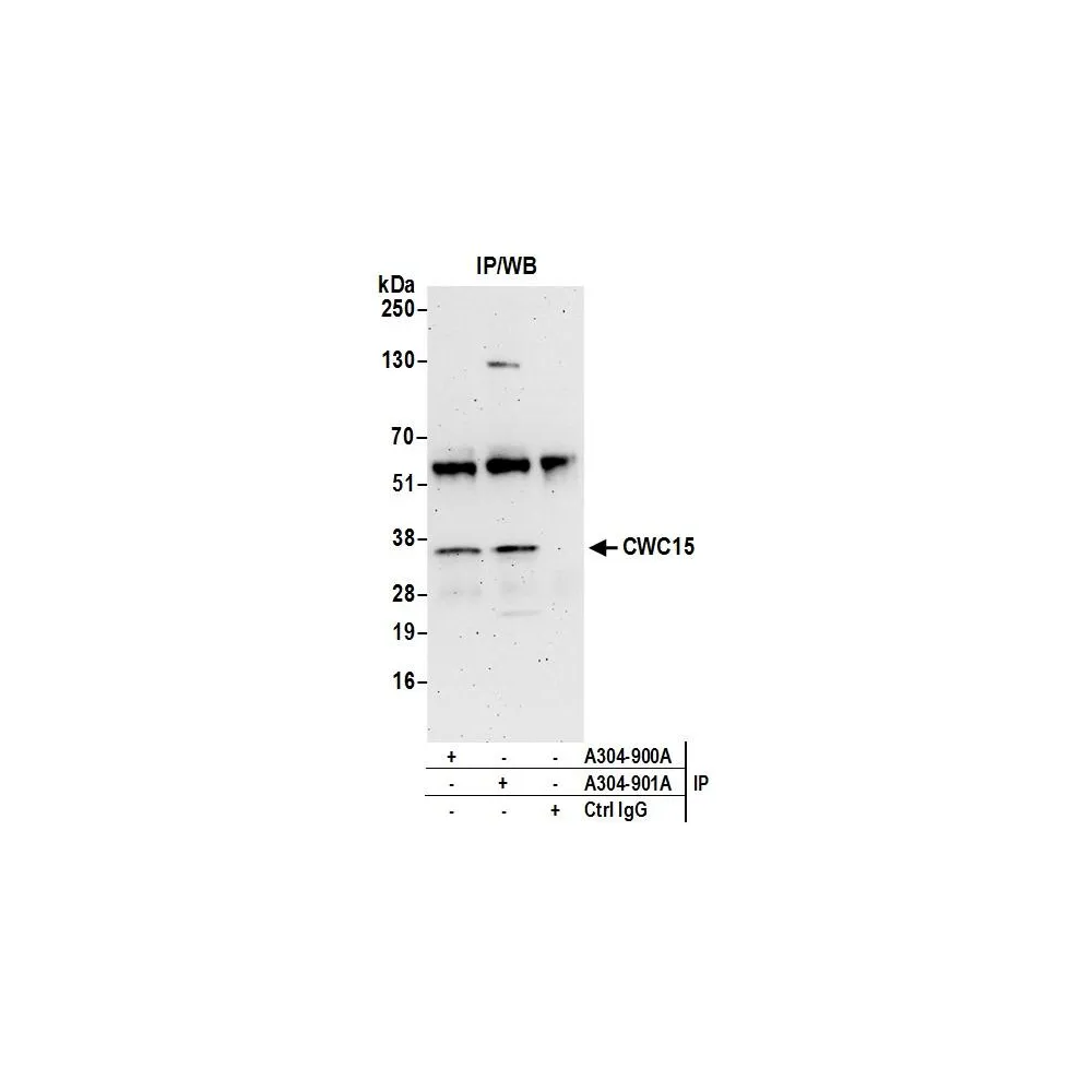 Rabbit anti-CWC15 Antibody, Affinity Purified
