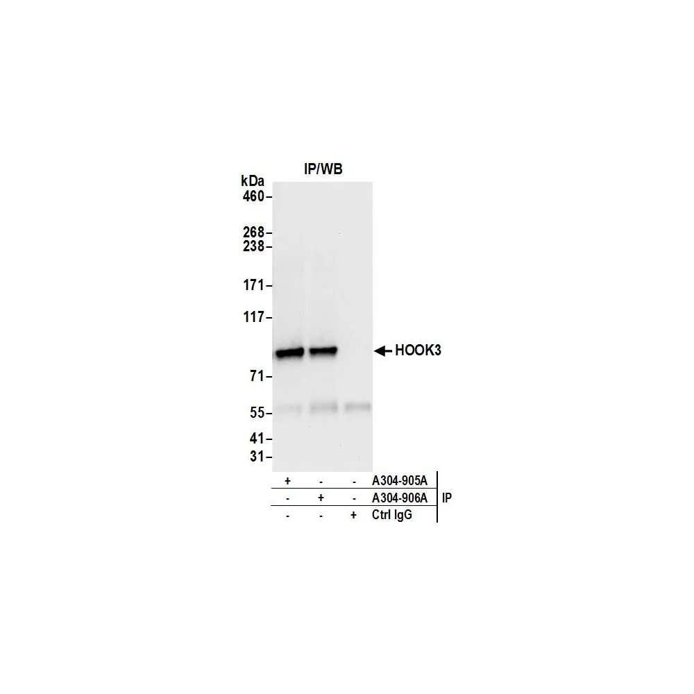 Rabbit anti-HOOK3 Antibody, Affinity Purified