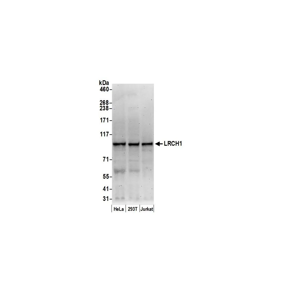 Rabbit anti-LRCH1 Antibody, Affinity Purified