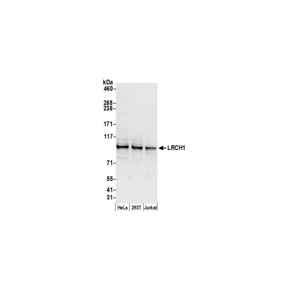 Rabbit anti-LRCH1 Antibody, Affinity Purified