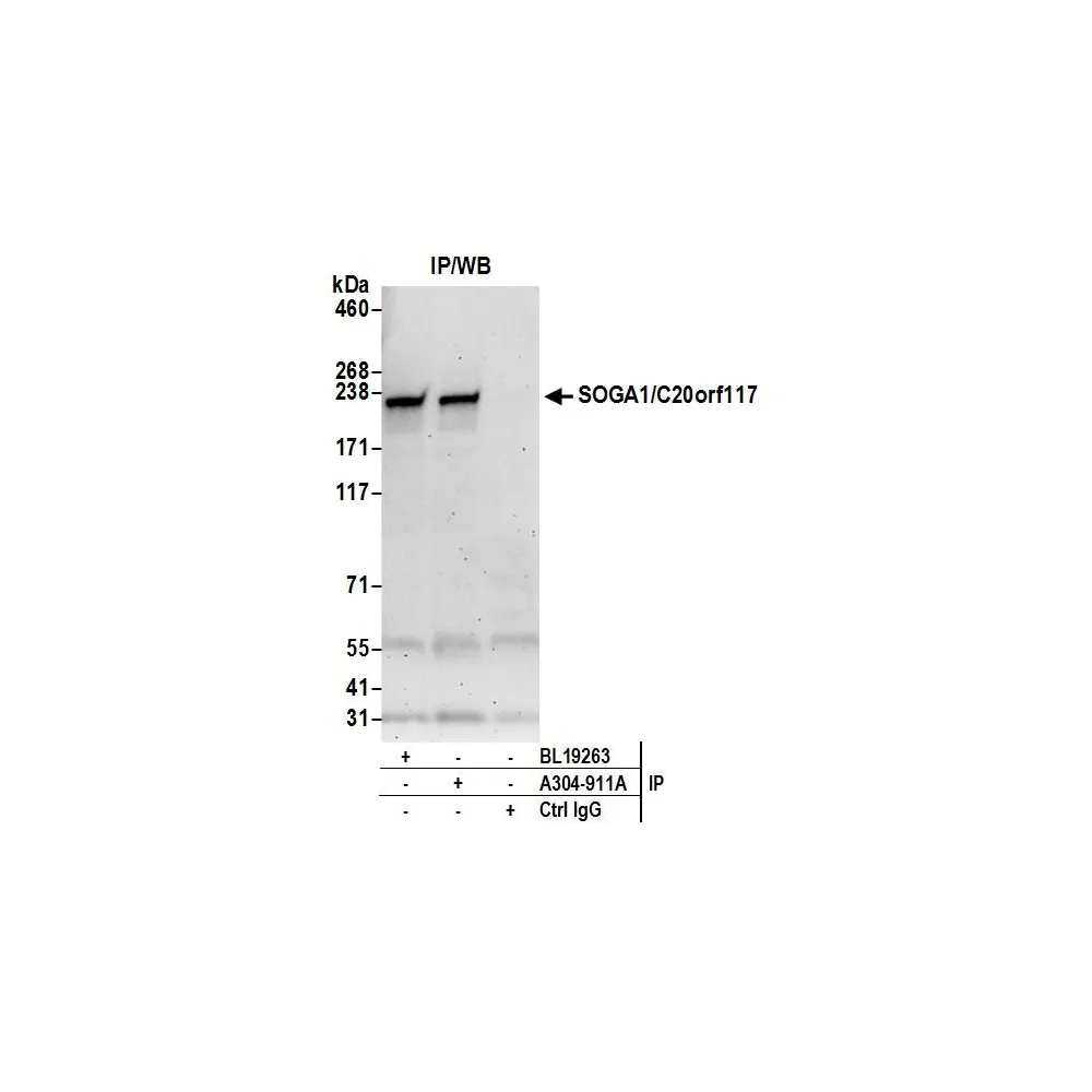 Rabbit anti-SOGA1/C20orf117 Antibody, Affinity Purified