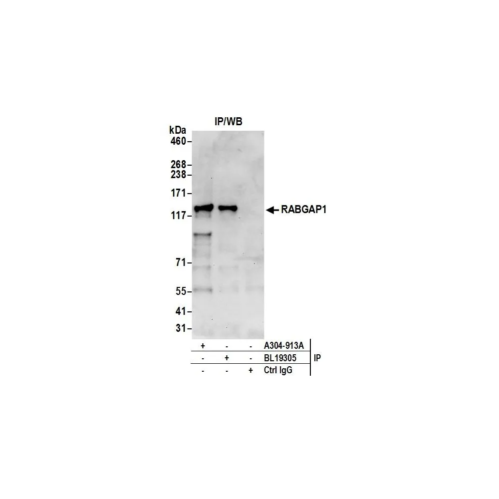 Rabbit anti-RABGAP1 Antibody, Affinity Purified