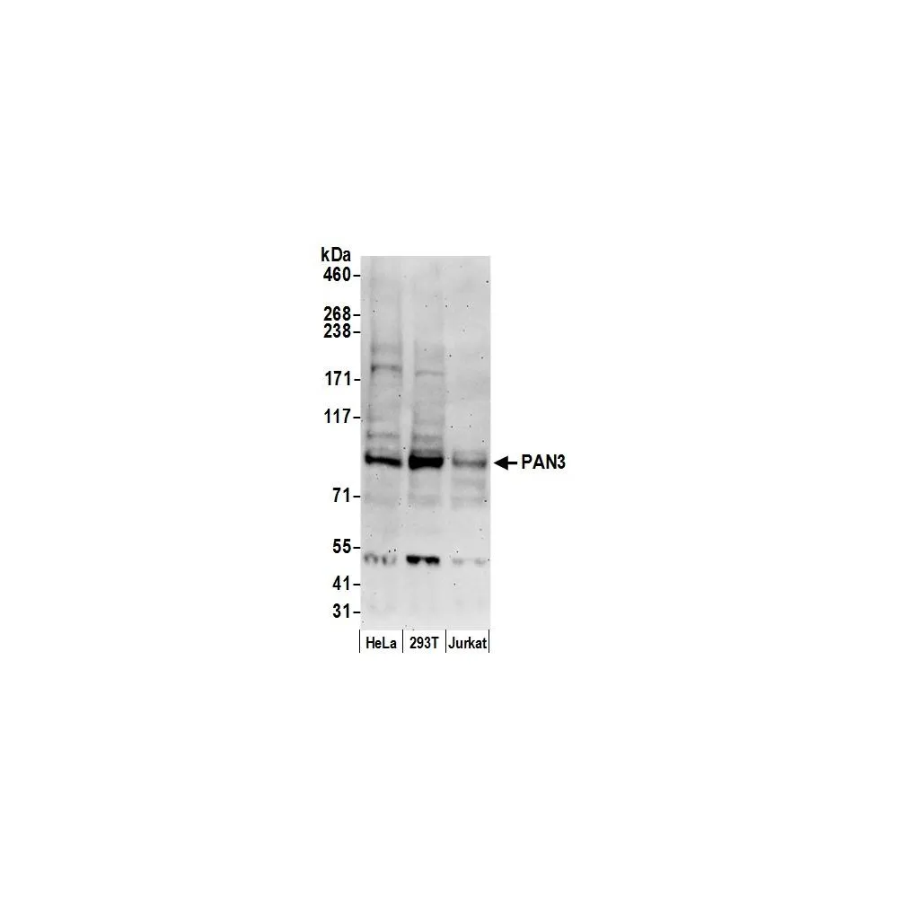 Rabbit anti-PAN3 Antibody, Affinity Purified