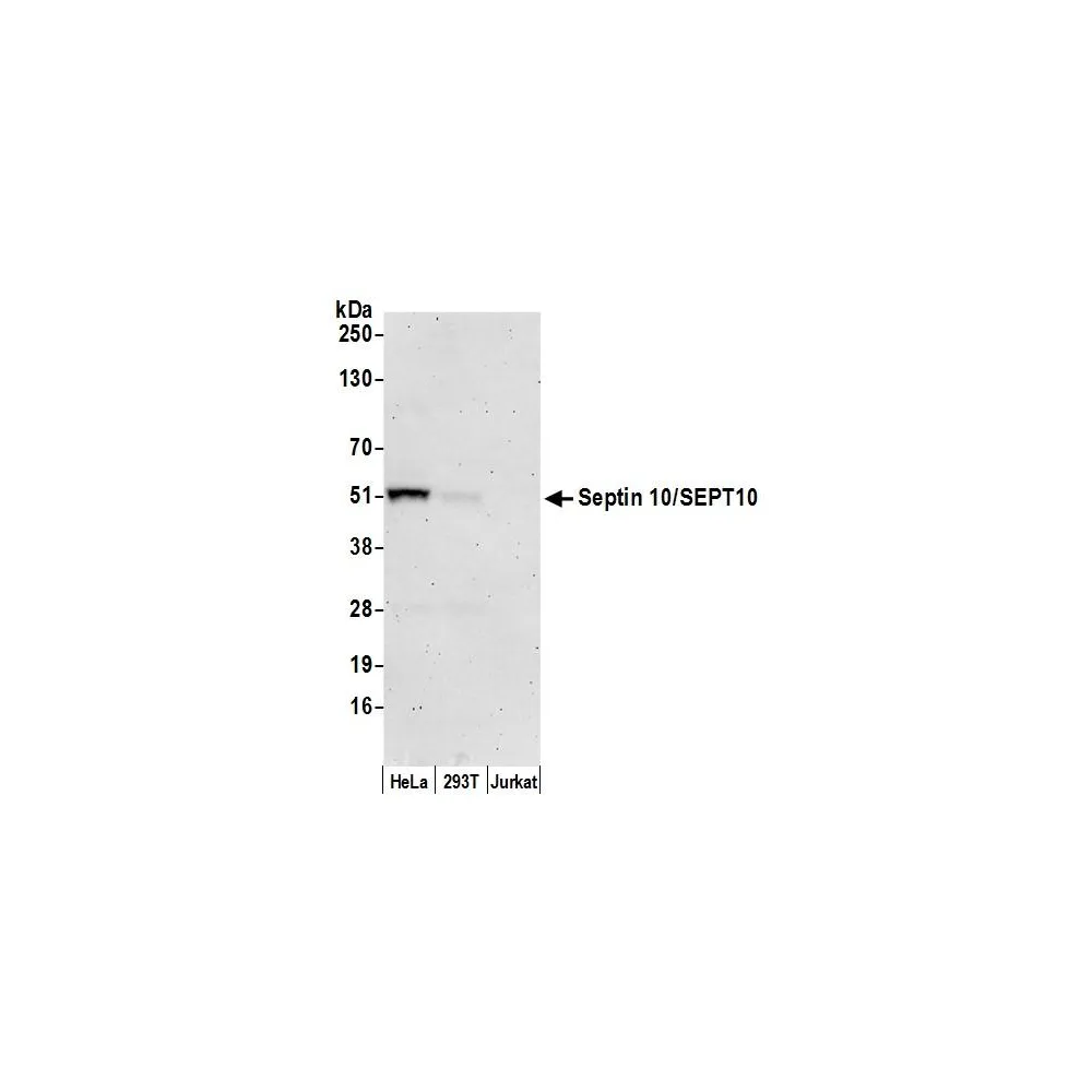 Rabbit anti-Septin 10/SEPT10 Antibody, Affinity Purified