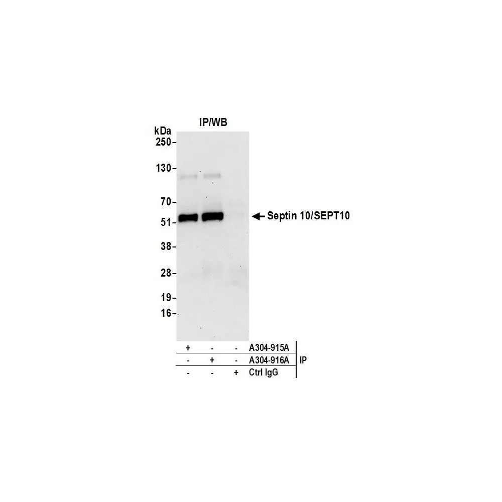 Rabbit anti-Septin 10/SEPT10 Antibody, Affinity Purified