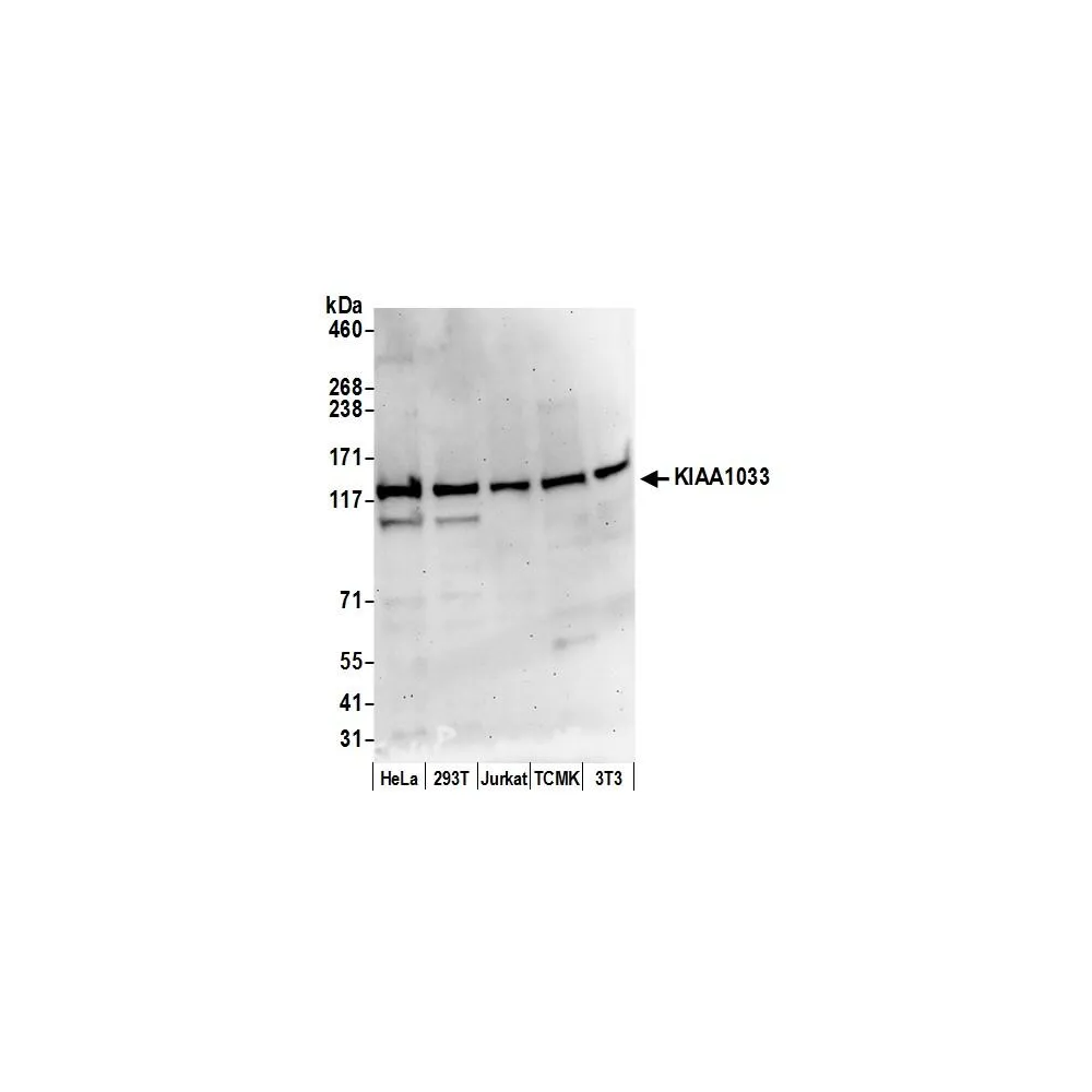 Rabbit anti-KIAA1033/WASH complex subunit 7 Antibody, Affinity Purified