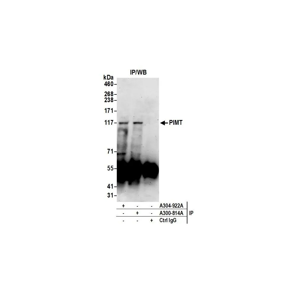 Rabbit anti-PIMT Antibody, Affinity Purified