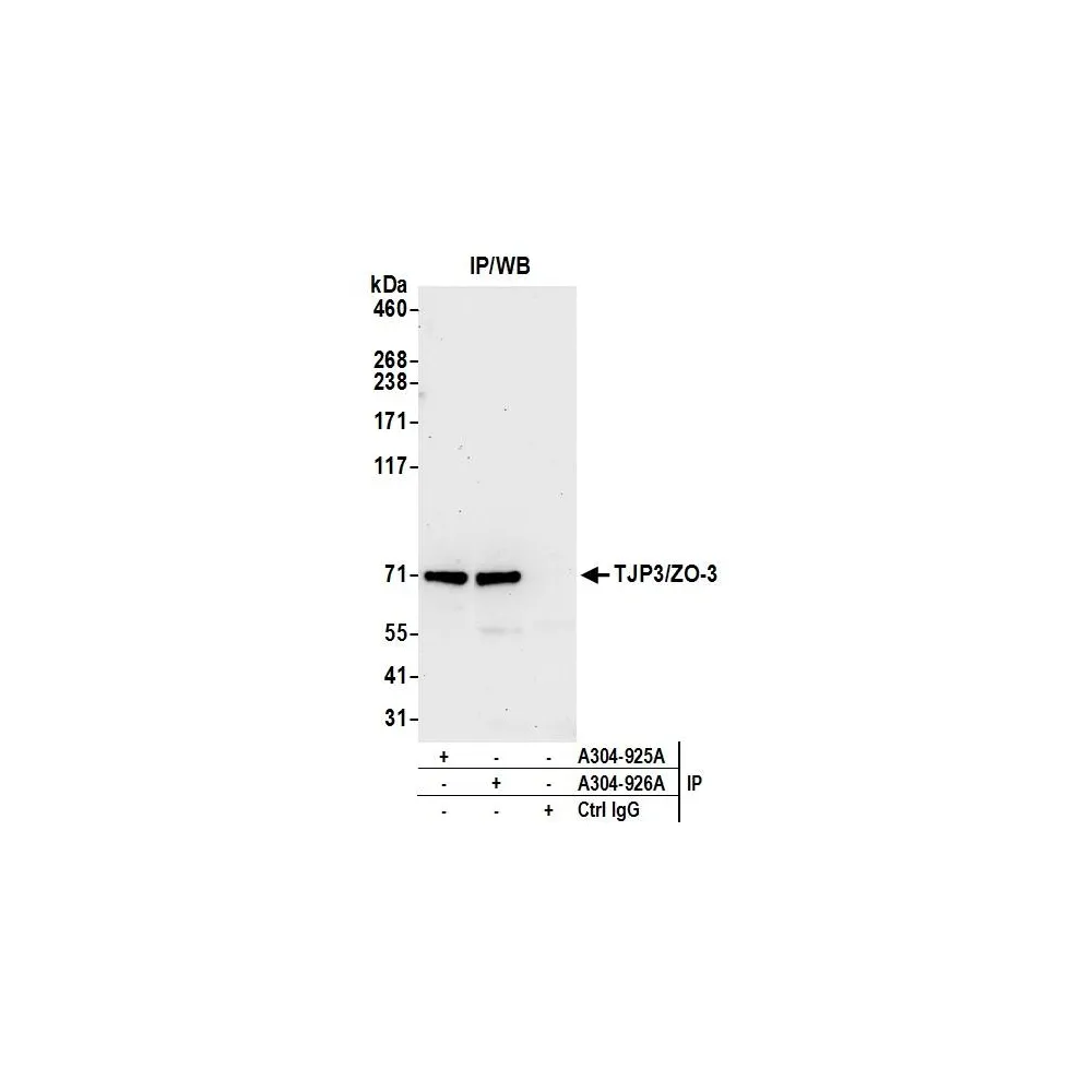 Rabbit anti-TJP3/ZO-3 Antibody, Affinity Purified