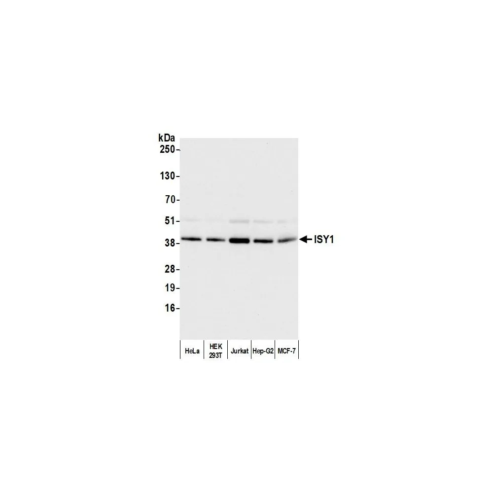 Rabbit anti-ISY1 Antibody, Affinity Purified