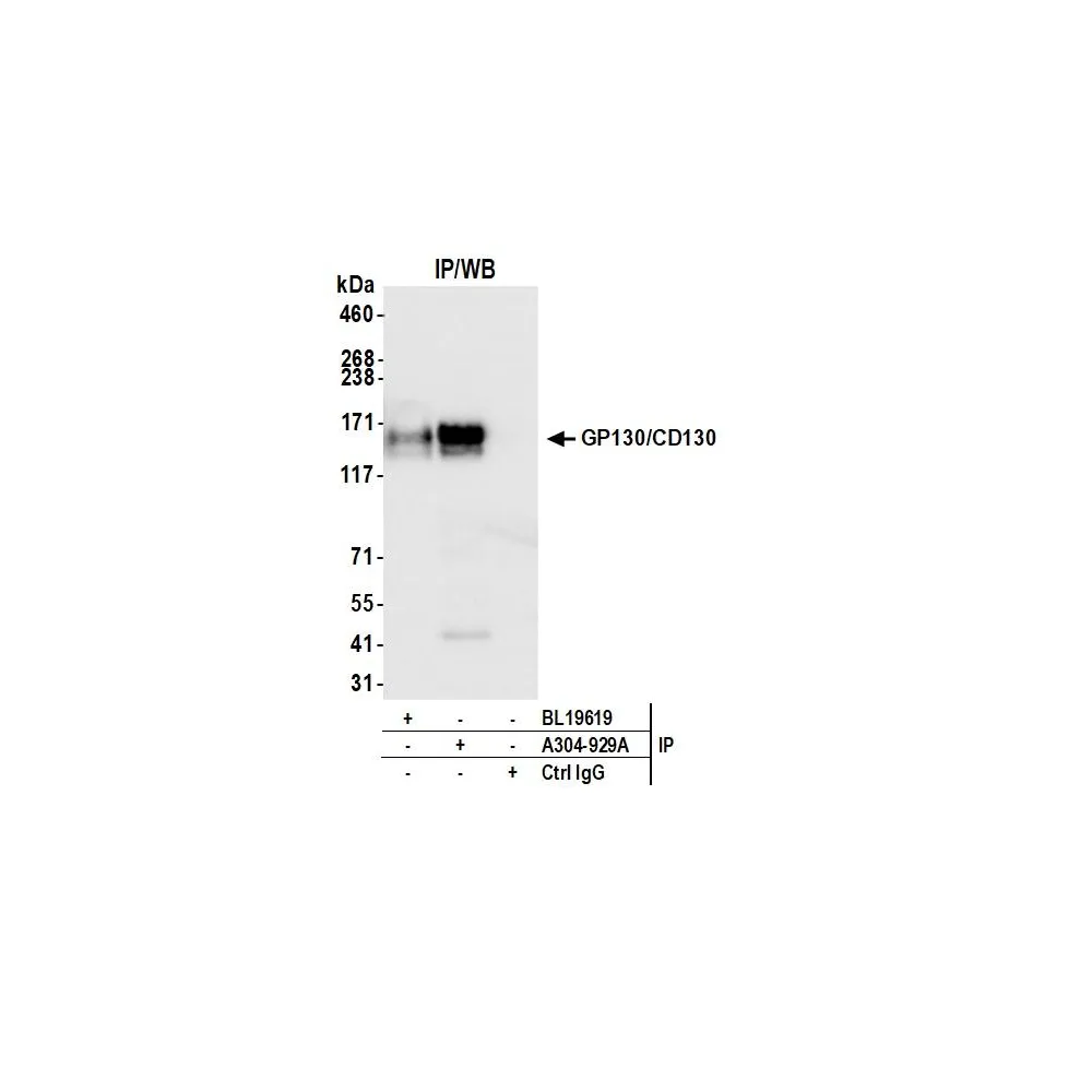 Rabbit anti-GP130/CD130 Antibody, Affinity Purified