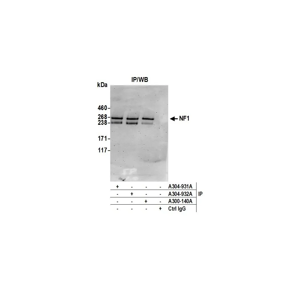 Rabbit anti-NF1 Antibody, Affinity Purified
