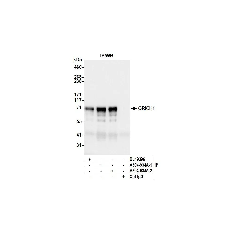 Rabbit anti-QRICH1 Antibody, Affinity Purified