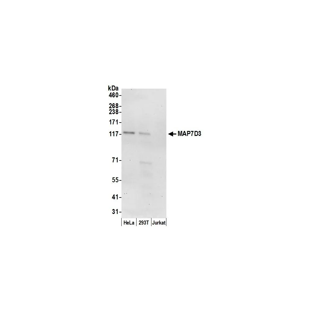 Rabbit anti-MAP7D3 Antibody, Affinity Purified