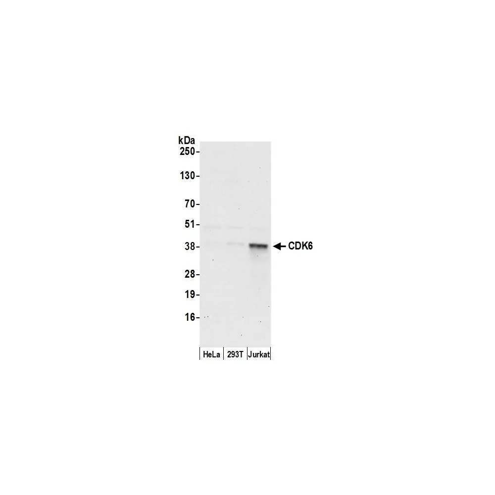 Rabbit anti-CDK6 Antibody, Affinity Purified