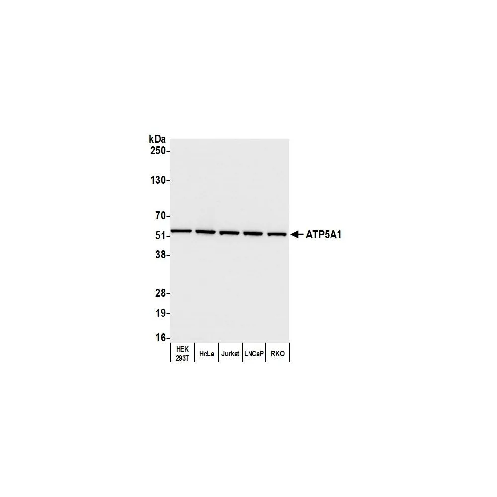 Rabbit anti-ATP5A1 Antibody, Affinity Purified