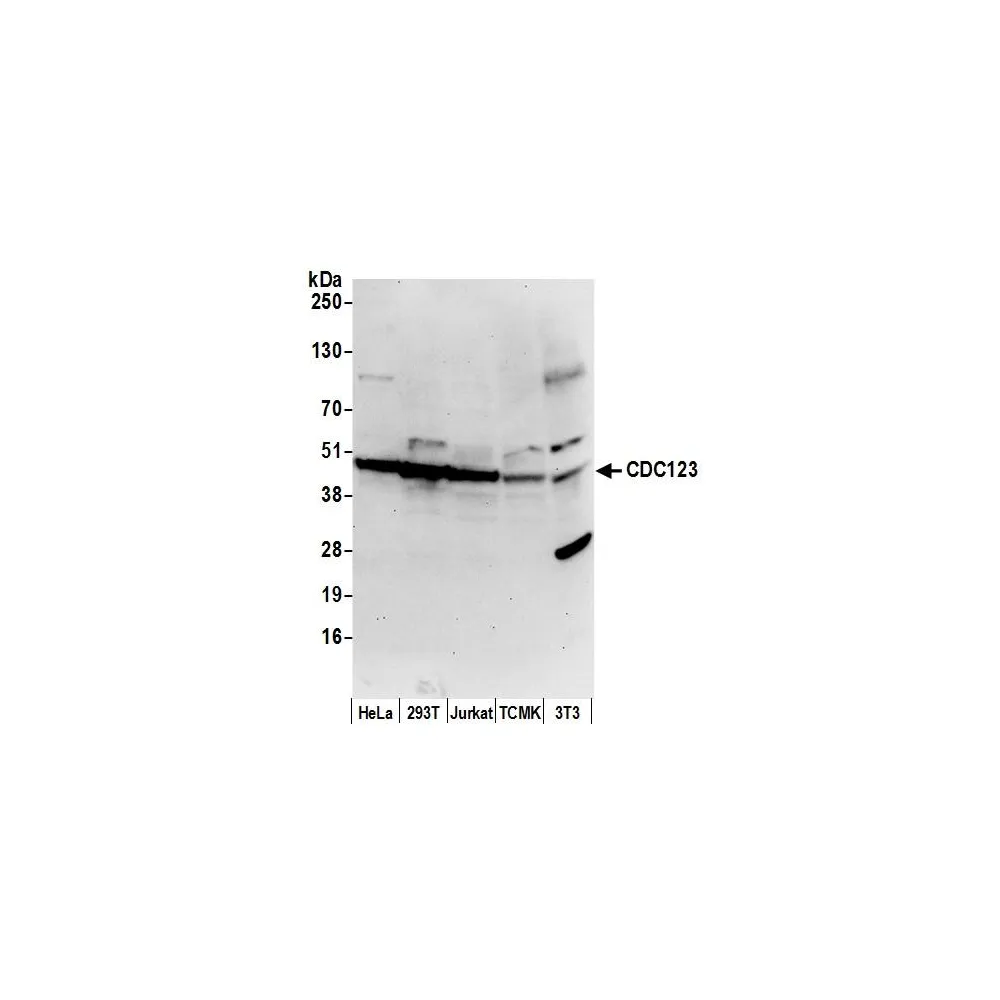 Rabbit anti-CDC123/C10orf7 Antibody, Affinity Purified