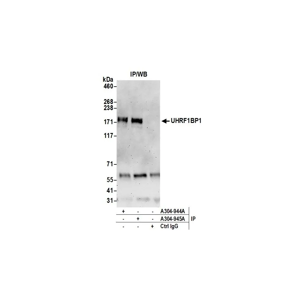 Rabbit anti-UHRF1BP1L/KIAA0701 Antibody, Affinity Purified