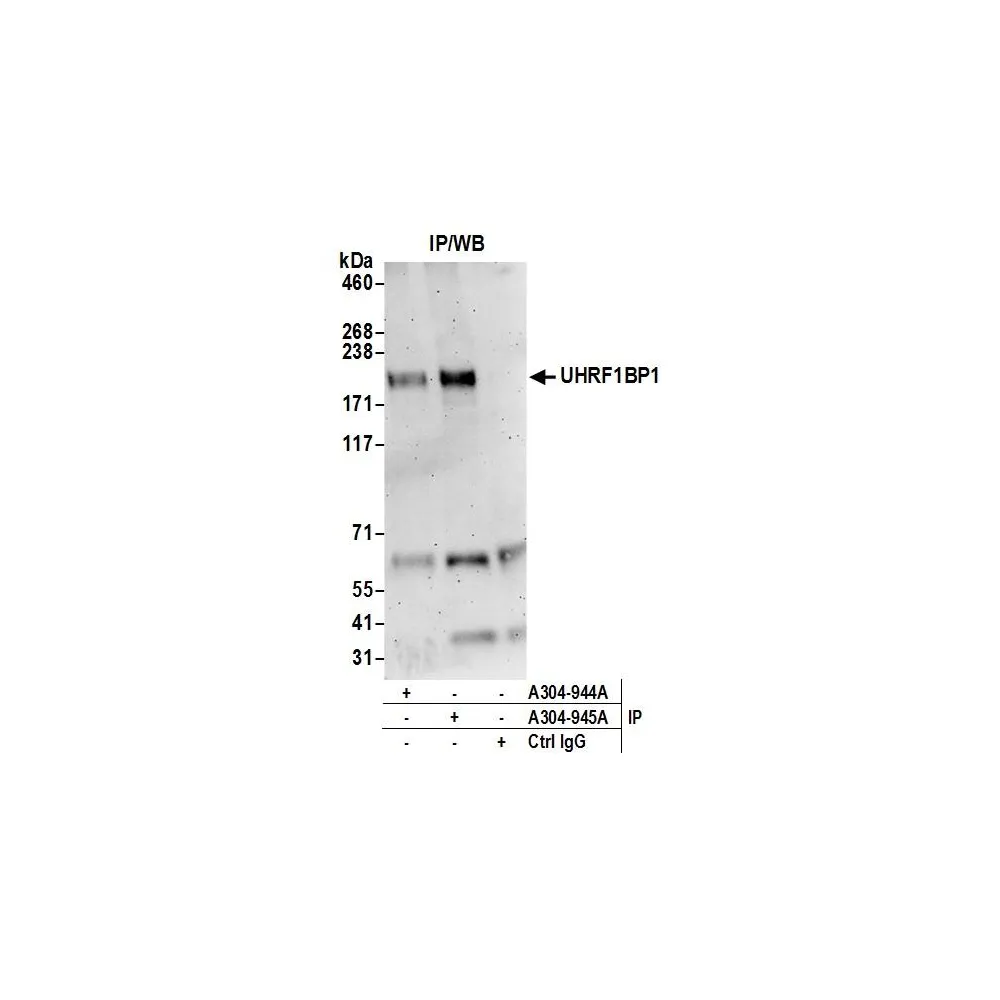 Rabbit anti-UHRF1BP1L/KIAA0701 Antibody, Affinity Purified