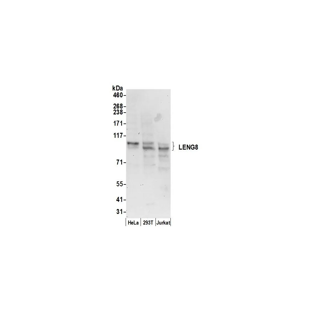 Rabbit anti-LENG8 Antibody, Affinity Purified