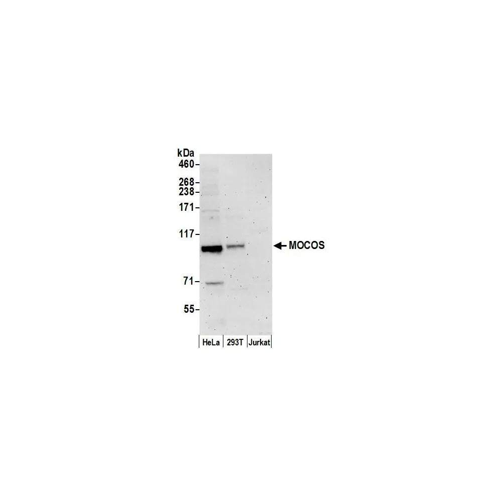 Rabbit anti-MOCOS Antibody, Affinity Purified