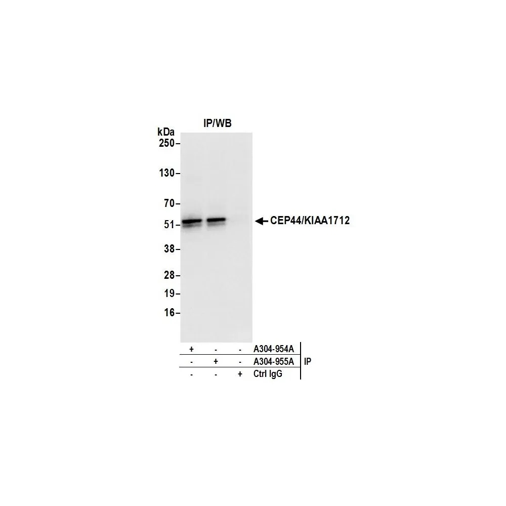 Rabbit anti-CEP44/KIAA1712 Antibody, Affinity Purified