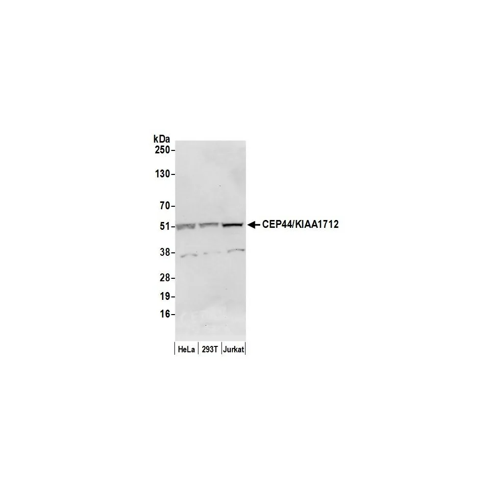 Rabbit anti-CEP44/KIAA1712 Antibody, Affinity Purified