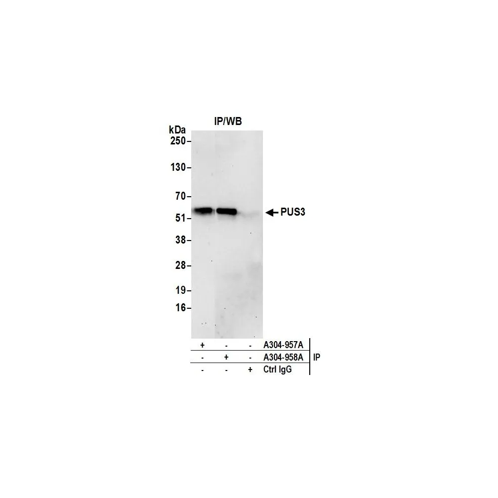 Rabbit anti-PUS3 Antibody, Affinity Purified