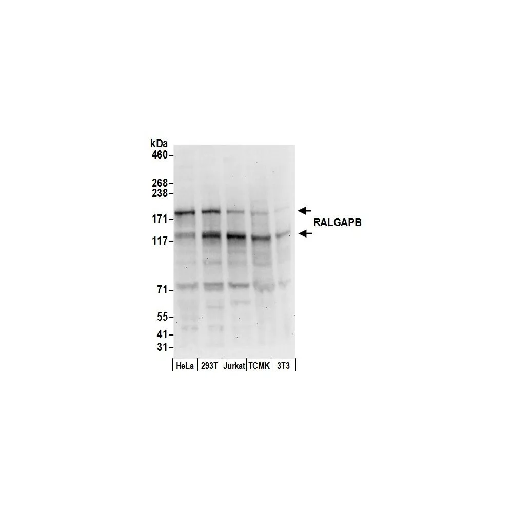 Rabbit anti-RALGAPB Antibody, Affinity Purified