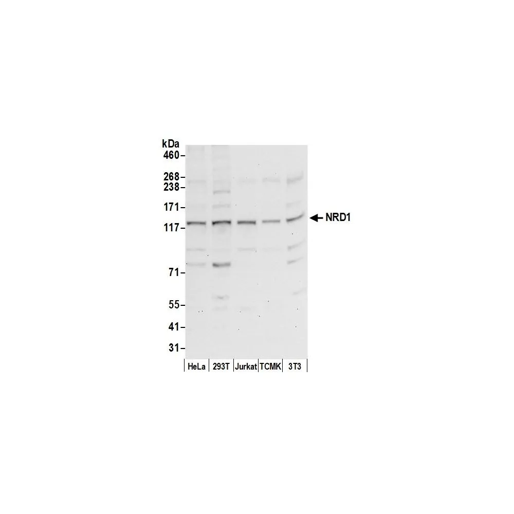 Rabbit anti-NRD1/Nardilysin Antibody, Affinity Purified