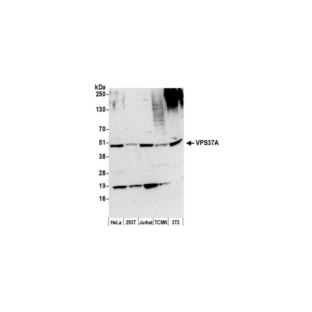 Rabbit anti-VPS37A Antibody, Affinity Purified