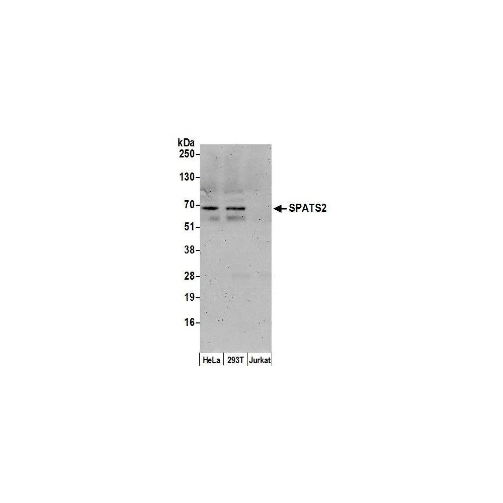 Rabbit anti-SPATS2/SPATA10 Antibody, Affinity Purified