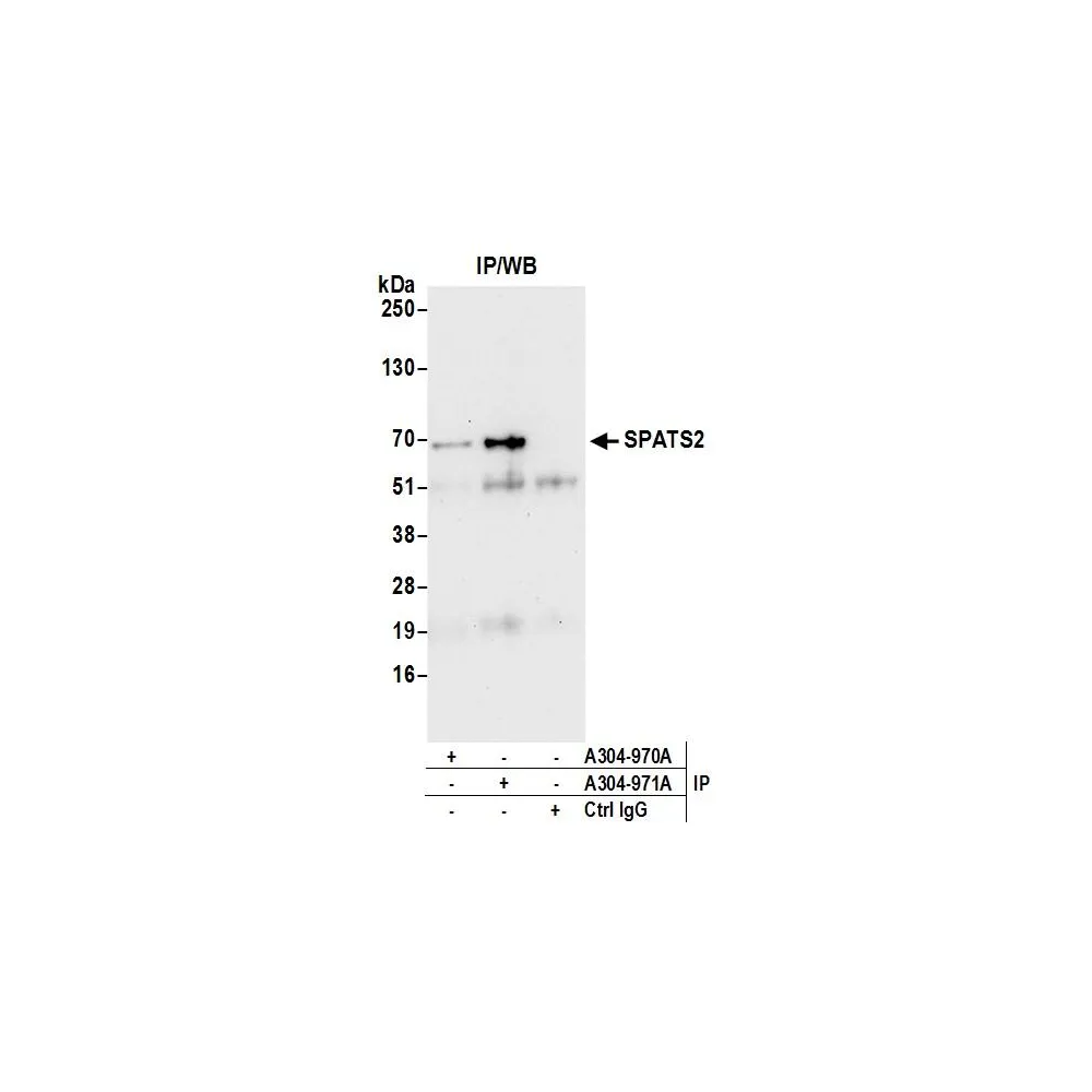 Rabbit anti-SPATS2/SPATA10 Antibody, Affinity Purified